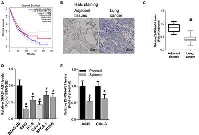 LncRNA DHRS4-AS1 Inhibits the Stemness of NSCLC Cells by Sponging miR-224-3p and Upregulating TP53 and TET1